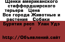Щенки американского стаффордширского терьера › Цена ­ 20 000 - Все города Животные и растения » Собаки   . Бурятия респ.,Улан-Удэ г.